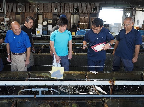 舞阪漁港トラフグ漁初漁・初水揚げ・底曳きのアカザエビ・アカムツ 舞阪漁港トラフグ漁初漁・初水揚げ・底曳きのアカザエビ・アカムツ