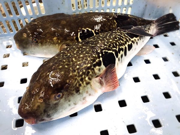 海老仙の遠州灘天然とらふぐ、アカザエビ、北海道脂たっぷりブリ、千葉釣りタチウオ、網漁アカムツ揃います 海老仙の遠州灘天然とらふぐ、アカザエビ、北海道脂たっぷりブリ、千葉釣りタチウオ、網漁アカムツ揃います
