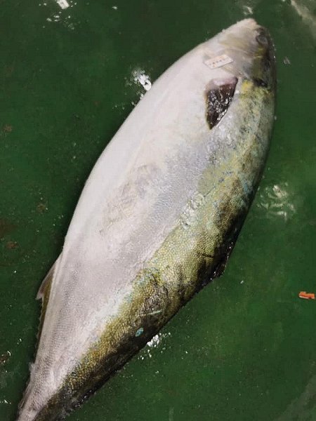 海老仙の遠州灘天然とらふぐ、アカザエビ、北海道脂たっぷりブリ、千葉釣りタチウオ、網漁アカムツ揃います 海老仙の遠州灘天然とらふぐ、アカザエビ、北海道脂たっぷりブリ、千葉釣りタチウオ、網漁アカムツ揃います