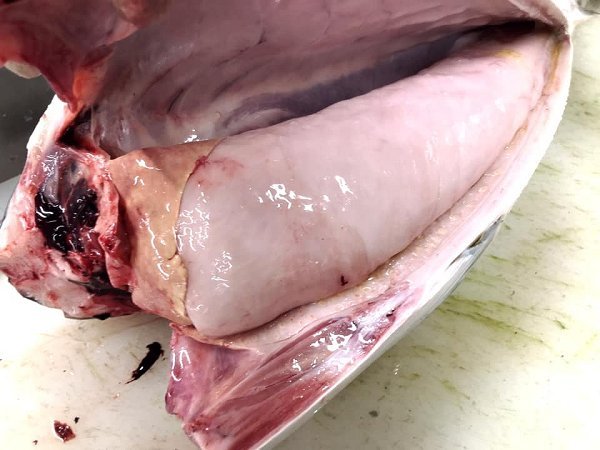 海老仙の遠州灘天然とらふぐ、アカザエビ、北海道脂たっぷりブリ、千葉釣りタチウオ、網漁アカムツ揃います 海老仙の遠州灘天然とらふぐ、アカザエビ、北海道脂たっぷりブリ、千葉釣りタチウオ、網漁アカムツ揃います