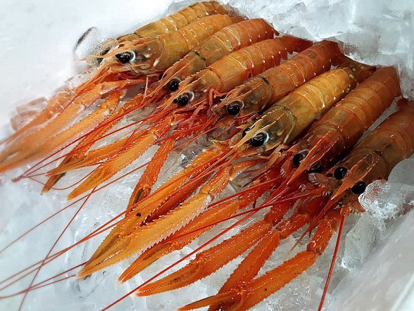 海老仙の遠州灘天然とらふぐ、アカザエビ、北海道脂たっぷりブリ、千葉釣りタチウオ、網漁アカムツ揃います 海老仙の遠州灘天然とらふぐ、アカザエビ、北海道脂たっぷりブリ、千葉釣りタチウオ、網漁アカムツ揃います