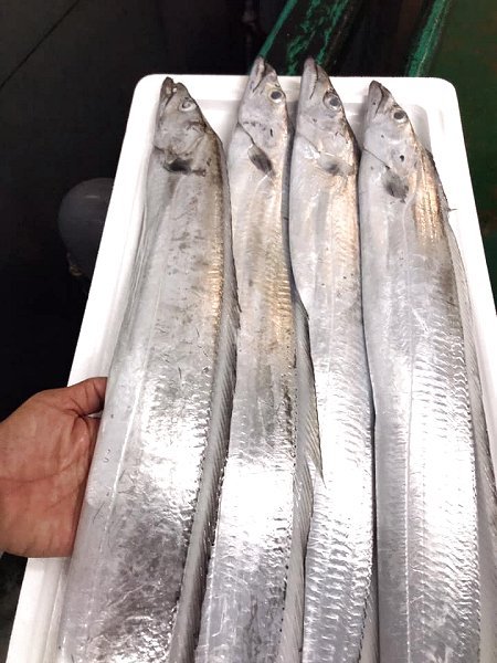 海老仙の遠州灘天然とらふぐ、アカザエビ、北海道脂たっぷりブリ、千葉釣りタチウオ、網漁アカムツ揃います 海老仙の遠州灘天然とらふぐ、アカザエビ、北海道脂たっぷりブリ、千葉釣りタチウオ、網漁アカムツ揃います
