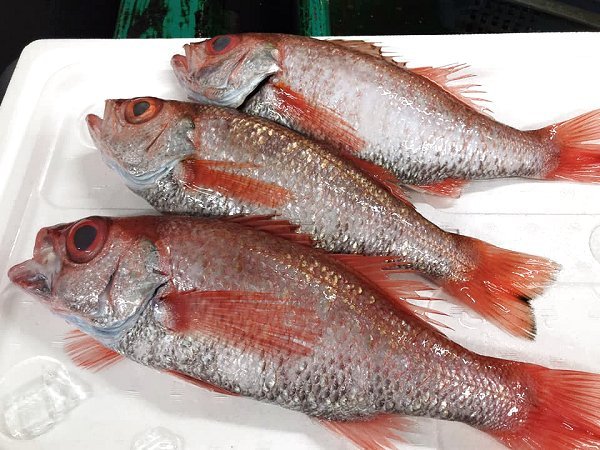 海老仙の遠州灘天然とらふぐ、アカザエビ、北海道脂たっぷりブリ、千葉釣りタチウオ、網漁アカムツ揃います 海老仙の遠州灘天然とらふぐ、アカザエビ、北海道脂たっぷりブリ、千葉釣りタチウオ、網漁アカムツ揃います