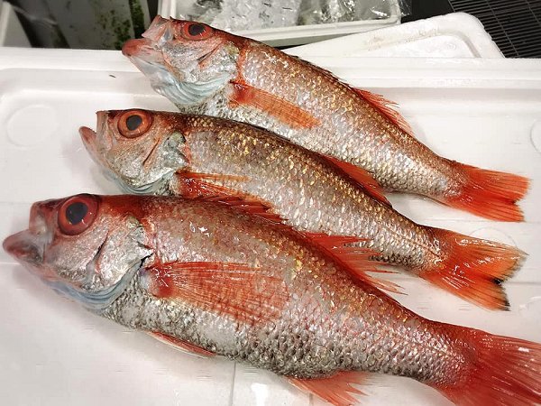 北海道活〆天然ブリ、新サンマ、仙鳳趾殻付き生牡蠣、千葉釣りサワラ、釣りタチウオ、カマス揃います 北海道活〆天然ブリ、新サンマ、仙鳳趾殻付き生牡蠣、千葉釣りサワラ、釣りタチウオ、カマス揃います