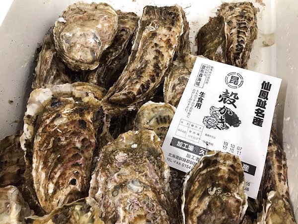 北海道活〆天然ブリ、新サンマ、仙鳳趾殻付き生牡蠣、千葉釣りサワラ、釣りタチウオ、カマス揃います 北海道活〆天然ブリ、新サンマ、仙鳳趾殻付き生牡蠣、千葉釣りサワラ、釣りタチウオ、カマス揃います