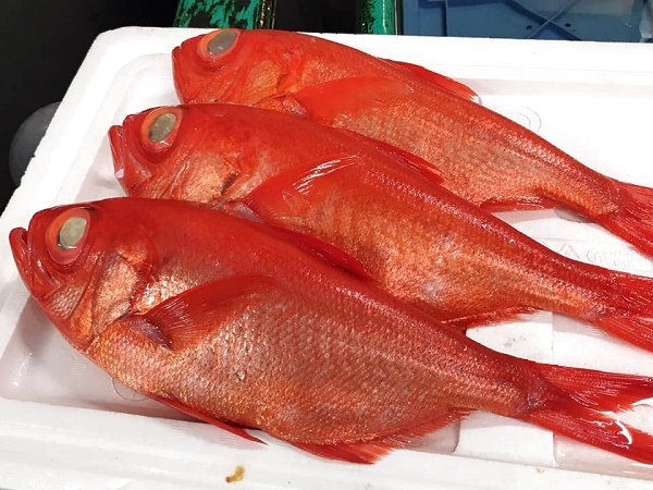 北海道活〆天然ブリ、新サンマ、仙鳳趾殻付き生牡蠣、千葉釣りサワラ、釣りタチウオ、カマス揃います 北海道活〆天然ブリ、新サンマ、仙鳳趾殻付き生牡蠣、千葉釣りサワラ、釣りタチウオ、カマス揃います