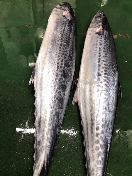 北海道活〆天然ブリ、新サンマ、仙鳳趾殻付き生牡蠣、千葉釣りサワラ、釣りタチウオ、カマス揃います 北海道活〆天然ブリ、新サンマ、仙鳳趾殻付き生牡蠣、千葉釣りサワラ、釣りタチウオ、カマス揃います