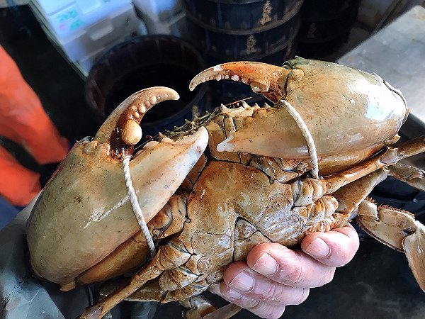 まつりのご需要に浜名湖ササガニ、ドウマン、アカアシエビ・ボソエビ・クマエビ揃います まつりのご需要に浜名湖ササガニ、ドウマン、アカアシエビ・ボソエビ・クマエビ揃います