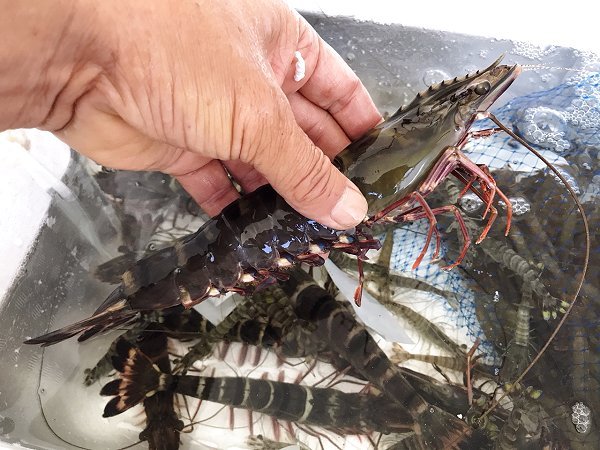 まつりのご需要に浜名湖ササガニ、ドウマン、アカアシエビ・ボソエビ・クマエビ揃います まつりのご需要に浜名湖ササガニ、ドウマン、アカアシエビ・ボソエビ・クマエビ揃います