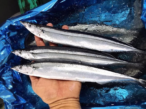 北海道新サンマ、活〆天然ブリ、生筋子、福井サワラ、カマス、サバ、マアジ揃います 北海道新サンマ、活〆天然ブリ、生筋子、福井サワラ、カマス、サバ、マアジ揃います