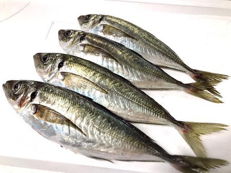 北海道新サンマ、活〆天然ブリ、生筋子、福井サワラ、カマス、サバ、マアジ揃います 北海道新サンマ、活〆天然ブリ、生筋子、福井サワラ、カマス、サバ、マアジ揃います