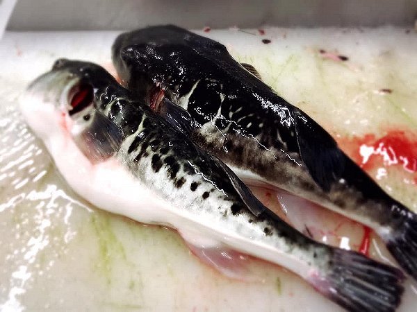 遠州灘天然とらふぐ、北海道ブリ・サンマ、千葉サワラ、長崎アナゴ、愛媛カマス揃います 遠州灘天然とらふぐ、北海道ブリ・サンマ、千葉サワラ、長崎アナゴ、愛媛カマス揃います