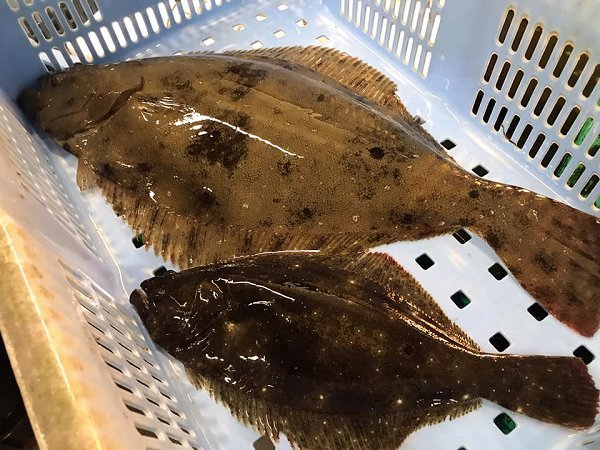 海老仙生け簀の浜名湖ヒラメ、マダコ、ドウマン、ワタリガニ、アサリ、伊豆サザエあります 海老仙生け簀の浜名湖ヒラメ、マダコ、ドウマン、ワタリガニ、アサリ、伊豆サザエあります