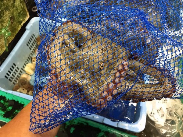 海老仙生け簀の浜名湖ヒラメ、マダコ、ドウマン、ワタリガニ、アサリ、伊豆サザエあります 海老仙生け簀の浜名湖ヒラメ、マダコ、ドウマン、ワタリガニ、アサリ、伊豆サザエあります