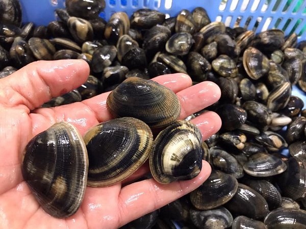 海老仙生け簀の浜名湖ヒラメ、マダコ、ドウマン、ワタリガニ、アサリ、伊豆サザエあります 海老仙生け簀の浜名湖ヒラメ、マダコ、ドウマン、ワタリガニ、アサリ、伊豆サザエあります