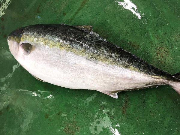 遠州灘天然とらふぐ、北海道ブリ・サンマ、千葉サワラ、長崎アナゴ、愛媛カマス揃います 遠州灘天然とらふぐ、北海道ブリ・サンマ、千葉サワラ、長崎アナゴ、愛媛カマス揃います