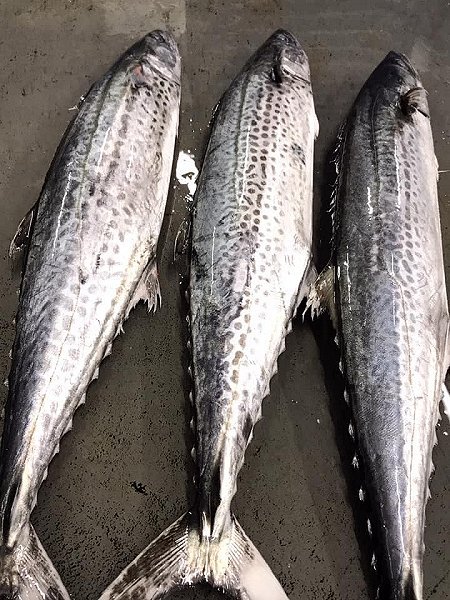 遠州灘天然とらふぐ、北海道ブリ・サンマ、千葉サワラ、長崎アナゴ、愛媛カマス揃います 遠州灘天然とらふぐ、北海道ブリ・サンマ、千葉サワラ、長崎アナゴ、愛媛カマス揃います