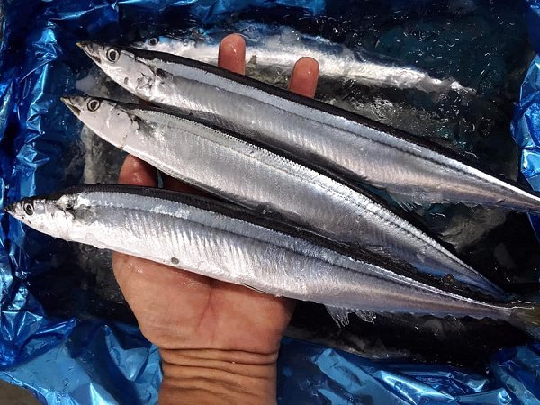 遠州灘天然とらふぐ、北海道ブリ・サンマ、千葉サワラ、長崎アナゴ、愛媛カマス揃います 遠州灘天然とらふぐ、北海道ブリ・サンマ、千葉サワラ、長崎アナゴ、愛媛カマス揃います