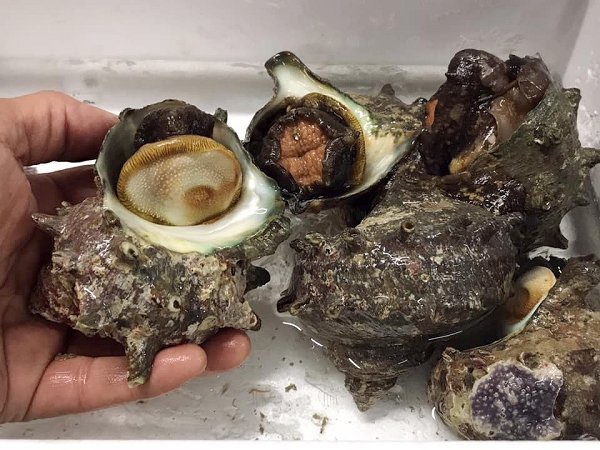 海老仙生け簀の浜名湖ヒラメ、マダコ、ドウマン、ワタリガニ、アサリ、伊豆サザエあります 海老仙生け簀の浜名湖ヒラメ、マダコ、ドウマン、ワタリガニ、アサリ、伊豆サザエあります