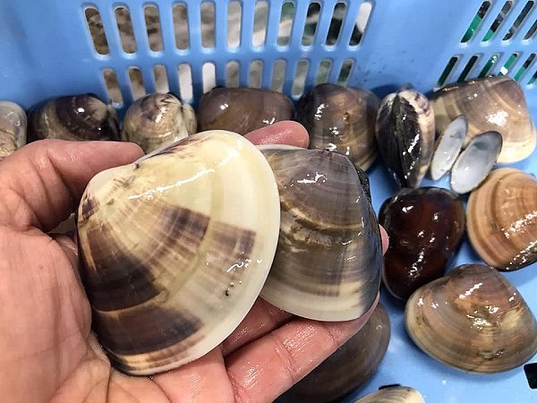 浜名湖ドウマンのメス水揚げ増える マダカ・ヒラメ揃います。マダコ・アサリ、イセエビ・地ハマグリ 浜名湖ドウマンのメス水揚げ増える マダカ・ヒラメ揃います。マダコ・アサリ、イセエビ・地ハマグリ