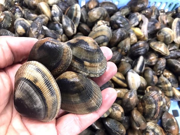 浜名湖ドウマンのメス水揚げ増える マダカ・ヒラメ揃います。マダコ・アサリ、イセエビ・地ハマグリ 浜名湖ドウマンのメス水揚げ増える マダカ・ヒラメ揃います。マダコ・アサリ、イセエビ・地ハマグリ