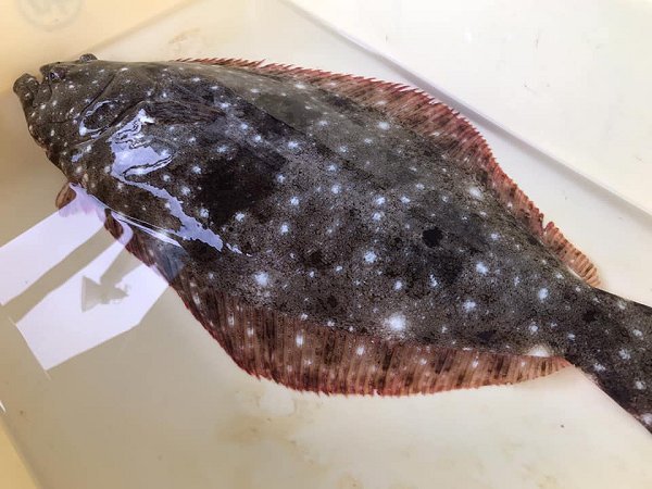 浜名湖ドウマンのメス水揚げ増える マダカ・ヒラメ揃います。マダコ・アサリ、イセエビ・地ハマグリ 浜名湖ドウマンのメス水揚げ増える マダカ・ヒラメ揃います。マダコ・アサリ、イセエビ・地ハマグリ