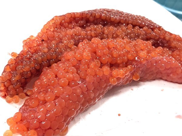 トラフグ、北海道活〆ブリ・筋子・新サンマ・仙鳳趾殻付き生牡蠣あります。加熱用牡蠣・アン肝・イセエビ トラフグ、北海道活〆ブリ・筋子・新サンマ・仙鳳趾殻付き生牡蠣あります。加熱用牡蠣・アン肝・イセエビ