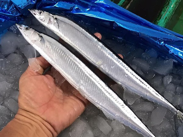 トラフグ、北海道活〆ブリ・筋子・新サンマ・仙鳳趾殻付き生牡蠣あります。加熱用牡蠣・アン肝・イセエビ トラフグ、北海道活〆ブリ・筋子・新サンマ・仙鳳趾殻付き生牡蠣あります。加熱用牡蠣・アン肝・イセエビ