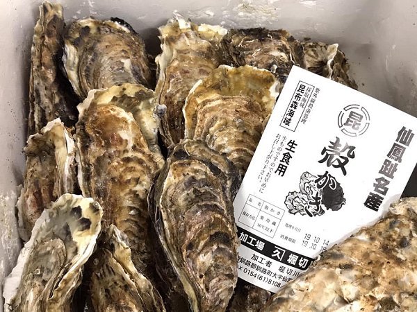 トラフグ、北海道活〆ブリ・筋子・新サンマ・仙鳳趾殻付き生牡蠣あります。加熱用牡蠣・アン肝・イセエビ トラフグ、北海道活〆ブリ・筋子・新サンマ・仙鳳趾殻付き生牡蠣あります。加熱用牡蠣・アン肝・イセエビ