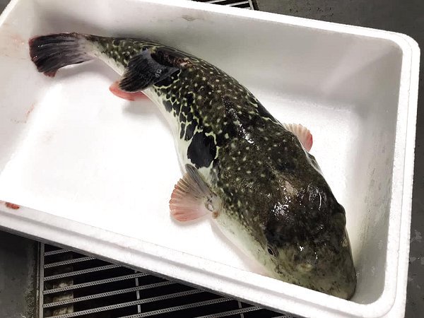 遠州灘天然とらふぐ本日2日目、浜名湖ヒラメ、北海道新サンマ・仙鳳趾殻付き生牡蠣、筋子、アン肝、カマス揃います 遠州灘天然とらふぐ本日2日目、浜名湖ヒラメ、北海道新サンマ・仙鳳趾殻付き生牡蠣、筋子、アン肝、カマス揃います