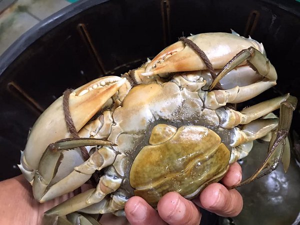 大きな貝柱のタイラギ、ボイルシャコ、浜名湖ドウマンのオス・メス揃う、ワタリガニあります 大きな貝柱のタイラギ、ボイルシャコ、浜名湖ドウマンのオス・メス揃う、ワタリガニあります