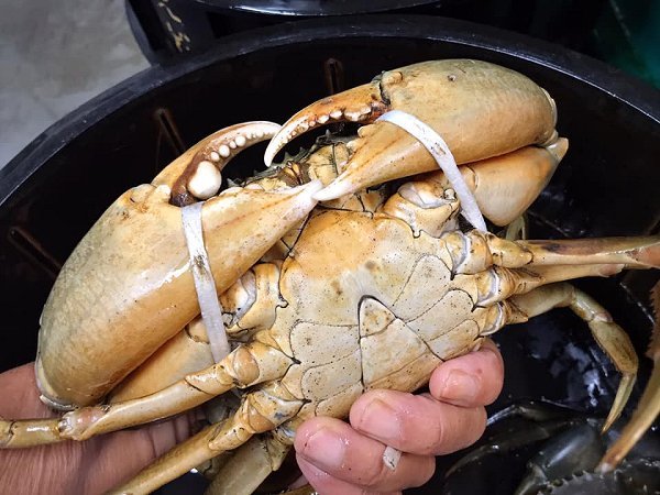 大きな貝柱のタイラギ、ボイルシャコ、浜名湖ドウマンのオス・メス揃う、ワタリガニあります 大きな貝柱のタイラギ、ボイルシャコ、浜名湖ドウマンのオス・メス揃う、ワタリガニあります