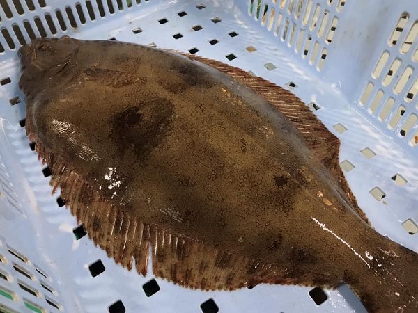 遠州灘天然とらふぐ本日2日目、浜名湖ヒラメ、北海道新サンマ・仙鳳趾殻付き生牡蠣、筋子、アン肝、カマス揃います 遠州灘天然とらふぐ本日2日目、浜名湖ヒラメ、北海道新サンマ・仙鳳趾殻付き生牡蠣、筋子、アン肝、カマス揃います