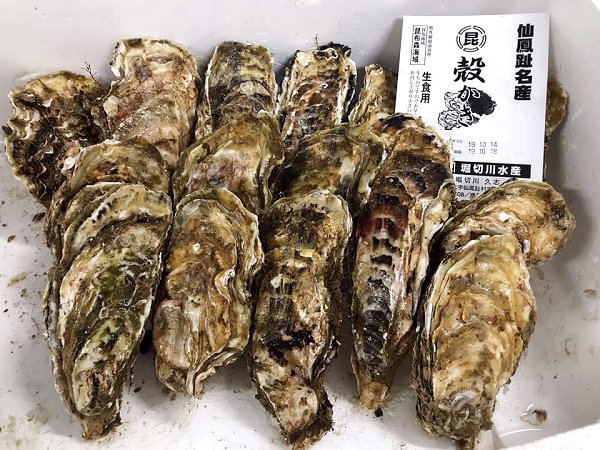 遠州灘天然とらふぐ本日2日目、浜名湖ヒラメ、北海道新サンマ・仙鳳趾殻付き生牡蠣、筋子、アン肝、カマス揃います 遠州灘天然とらふぐ本日2日目、浜名湖ヒラメ、北海道新サンマ・仙鳳趾殻付き生牡蠣、筋子、アン肝、カマス揃います