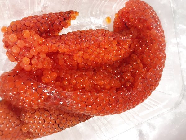 遠州灘天然とらふぐ本日2日目、浜名湖ヒラメ、北海道新サンマ・仙鳳趾殻付き生牡蠣、筋子、アン肝、カマス揃います 遠州灘天然とらふぐ本日2日目、浜名湖ヒラメ、北海道新サンマ・仙鳳趾殻付き生牡蠣、筋子、アン肝、カマス揃います