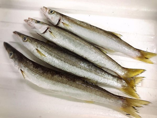 遠州灘天然とらふぐ本日2日目、浜名湖ヒラメ、北海道新サンマ・仙鳳趾殻付き生牡蠣、筋子、アン肝、カマス揃います 遠州灘天然とらふぐ本日2日目、浜名湖ヒラメ、北海道新サンマ・仙鳳趾殻付き生牡蠣、筋子、アン肝、カマス揃います