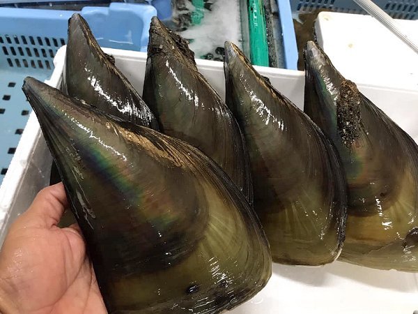 大きな貝柱のタイラギ、ボイルシャコ、浜名湖ドウマンのオス・メス揃う、ワタリガニあります 大きな貝柱のタイラギ、ボイルシャコ、浜名湖ドウマンのオス・メス揃う、ワタリガニあります