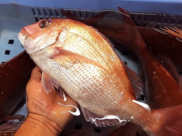 脂たっぷり北海道船上活締めブリ、タラ白子、新サンマはじまりました、舞阪活マダイ・神経抜き、ヒラアジ、カマス・ドウマン 脂たっぷり北海道船上活締めブリ、タラ白子、新サンマはじまりました、舞阪活マダイ・神経抜き、ヒラアジ、カマス・ドウマン