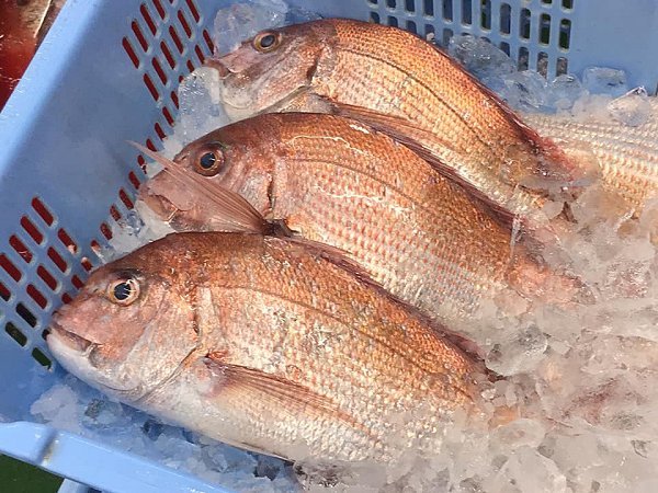 脂たっぷり北海道船上活締めブリ、タラ白子、新サンマはじまりました、舞阪活マダイ・神経抜き、ヒラアジ、カマス・ドウマン 脂たっぷり北海道船上活締めブリ、タラ白子、新サンマはじまりました、舞阪活マダイ・神経抜き、ヒラアジ、カマス・ドウマン