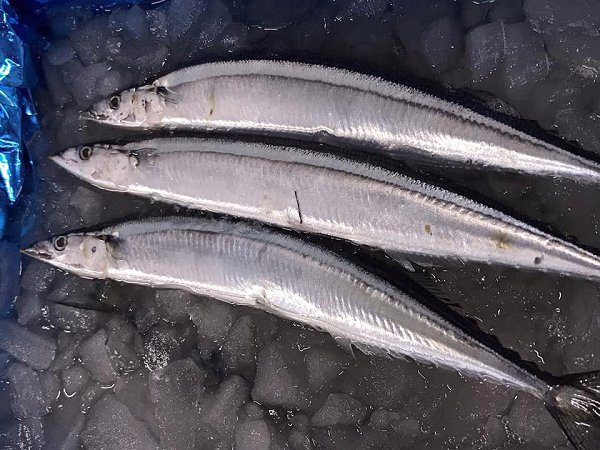脂たっぷり北海道船上活締めブリ、タラ白子、新サンマはじまりました、舞阪活マダイ・神経抜き、ヒラアジ、カマス・ドウマン 脂たっぷり北海道船上活締めブリ、タラ白子、新サンマはじまりました、舞阪活マダイ・神経抜き、ヒラアジ、カマス・ドウマン