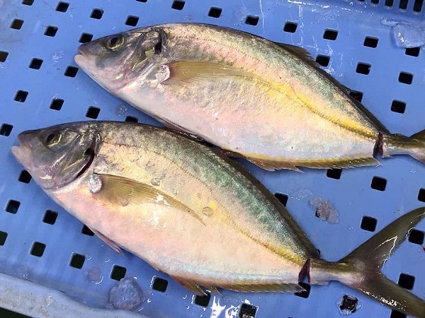 脂たっぷり北海道船上活締めブリ、タラ白子、新サンマはじまりました、舞阪活マダイ・神経抜き、ヒラアジ、カマス・ドウマン 脂たっぷり北海道船上活締めブリ、タラ白子、新サンマはじまりました、舞阪活マダイ・神経抜き、ヒラアジ、カマス・ドウマン