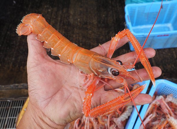 舞阪漁港底曳き漁のアカザエビ揃えます!海老仙入荷場のおススメ 舞阪漁港底曳き漁のアカザエビ揃えます!海老仙入荷場のおススメ