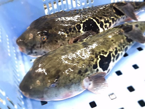 遠州灘天然とらふぐ、活カンパチ、活マダイ、天竜沖地キンメ、タラの白子、筋子、岩手加熱用牡蠣、新サンマ揃います 遠州灘天然とらふぐ、活カンパチ、活マダイ、天竜沖地キンメ、タラの白子、筋子、岩手加熱用牡蠣、新サンマ揃います