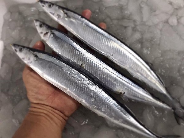 遠州灘天然とらふぐ、活カンパチ、活マダイ、天竜沖地キンメ、タラの白子、筋子、岩手加熱用牡蠣、新サンマ揃います 遠州灘天然とらふぐ、活カンパチ、活マダイ、天竜沖地キンメ、タラの白子、筋子、岩手加熱用牡蠣、新サンマ揃います