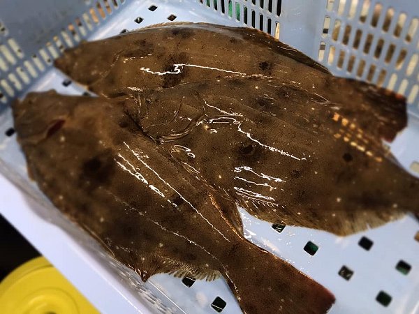 遠州灘天然とらふぐ、活カンパチ、活マダイ、天竜沖地キンメ、タラの白子、筋子、岩手加熱用牡蠣、新サンマ揃います 遠州灘天然とらふぐ、活カンパチ、活マダイ、天竜沖地キンメ、タラの白子、筋子、岩手加熱用牡蠣、新サンマ揃います