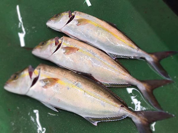 遠州灘天然とらふぐ、活カンパチ、活マダイ、天竜沖地キンメ、タラの白子、筋子、岩手加熱用牡蠣、新サンマ揃います 遠州灘天然とらふぐ、活カンパチ、活マダイ、天竜沖地キンメ、タラの白子、筋子、岩手加熱用牡蠣、新サンマ揃います