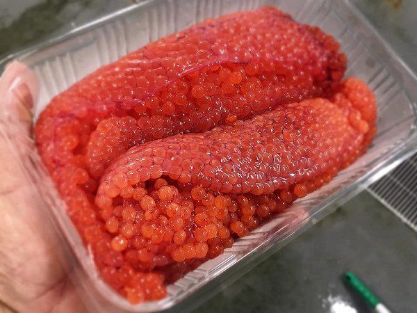 遠州灘天然とらふぐ、活カンパチ、活マダイ、天竜沖地キンメ、タラの白子、筋子、岩手加熱用牡蠣、新サンマ揃います 遠州灘天然とらふぐ、活カンパチ、活マダイ、天竜沖地キンメ、タラの白子、筋子、岩手加熱用牡蠣、新サンマ揃います