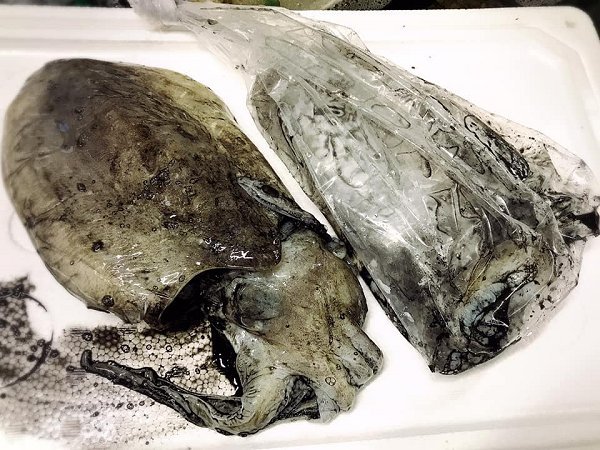 遠州灘天然とらふぐ、活カンパチ、活マダイ、天竜沖地キンメ、タラの白子、筋子、岩手加熱用牡蠣、新サンマ揃います 遠州灘天然とらふぐ、活カンパチ、活マダイ、天竜沖地キンメ、タラの白子、筋子、岩手加熱用牡蠣、新サンマ揃います
