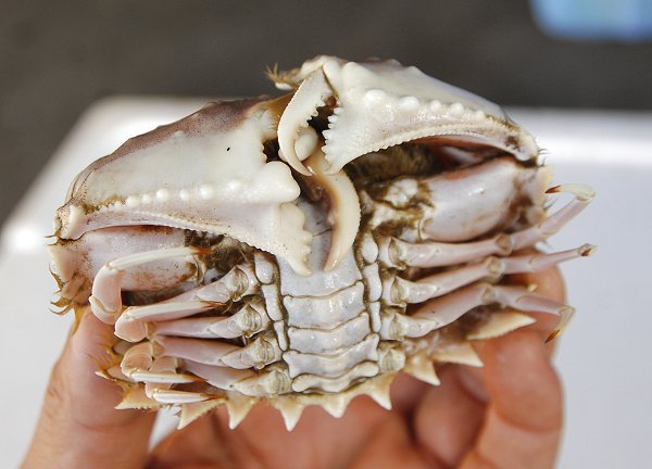 鉄腕DASHで人気のメガネカラッパは浜名湖にも棲む 鉄腕DASHで人気のメガネカラッパは浜名湖にも棲む