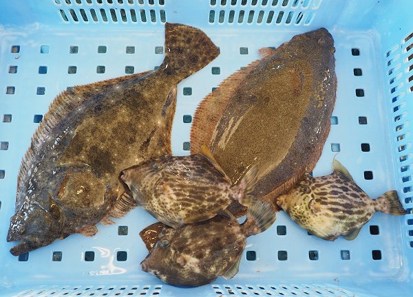 浜名湖雄踏市場のマハゼ・ドウマン、鷲津市場のヒラメ・カレイ 浜名湖雄踏市場のマハゼ・ドウマン、鷲津市場のヒラメ・カレイ